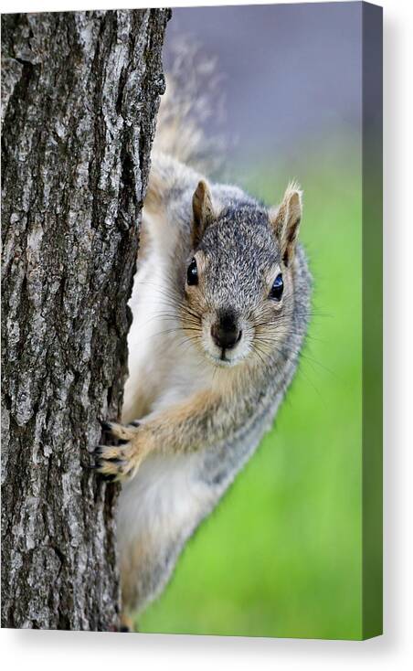 Squirrel Canvas Print featuring the photograph Are you looking at me? by Gary Geddes