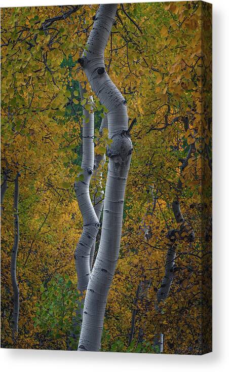 Aspen Trees Canvas Print featuring the photograph Bent by Chuck Jason