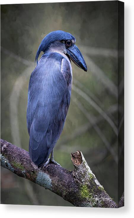 Gary Johnson Canvas Print featuring the photograph Boat-Billed Heron by Gary Johnson