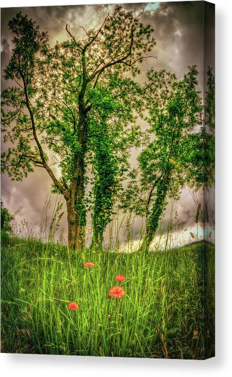 North Carolina Canvas Print featuring the photograph Doughton Spring in the Blue Ridge by Dan Carmichael