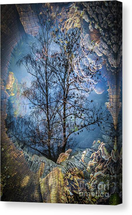 Berkenwoude Canvas Print featuring the photograph Entrance to the Magic Forest by Casper Cammeraat