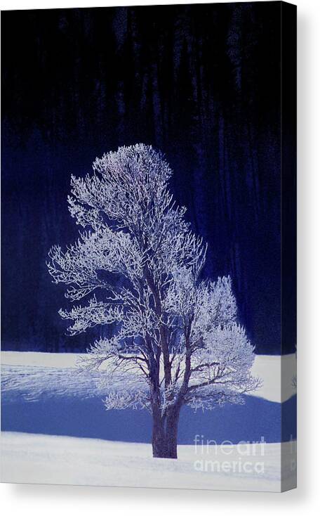 Dave Welling Canvas Print featuring the photograph Lonely Rime Ice Covered Tree Yellowstone National Park by Dave Welling