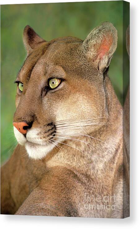 Mountain Lion Canvas Print featuring the photograph Mountain Lion Portrait Wildlife Rescue by Dave Welling