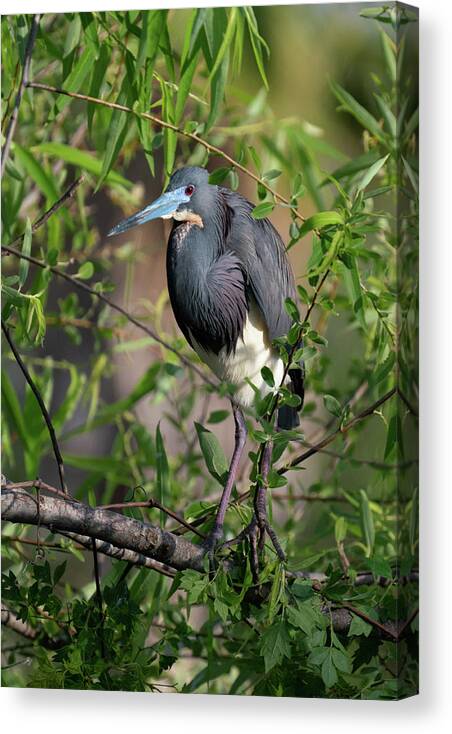 Hunting Island State Park Canvas Print featuring the photograph Tri-Colored Heron 4 by Joye Ardyn Durham