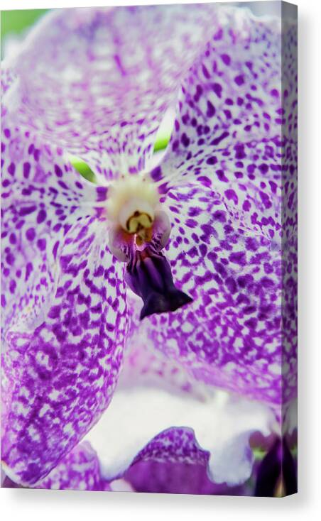 Singapore Canvas Print featuring the photograph Vanda Orchid by Tanya Owens