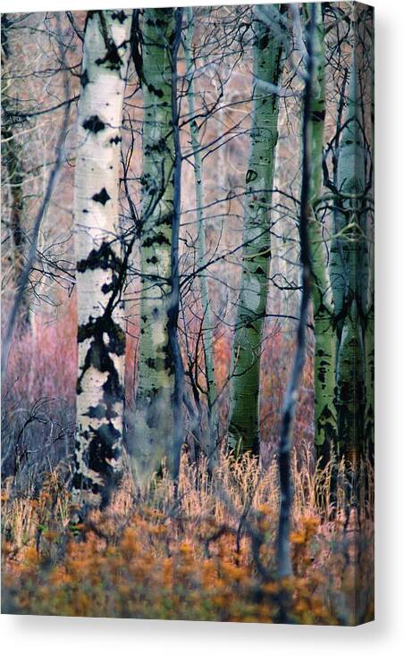 Inspirational Canvas Print featuring the photograph Watercolor Woods, Oxbow Bend, Wyoming by Bonnie Colgan