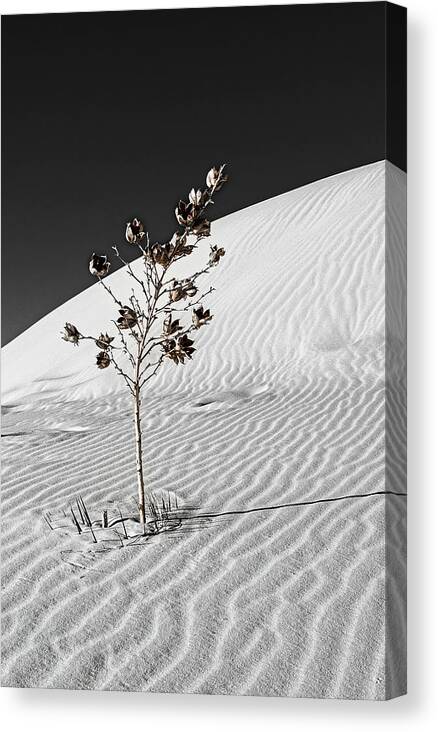 © 2013 Lou Novick Canvas Print featuring the photograph White Sand #4 1 of 2 by Lou Novick
