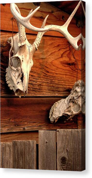 Antler Canvas Print featuring the photograph Antlers And Teeth by Jerry Sodorff