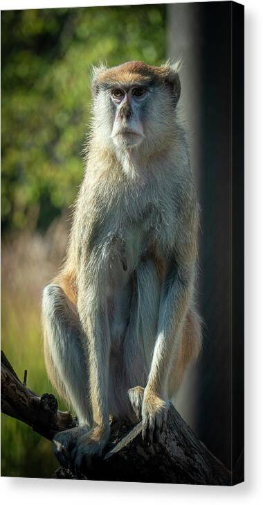Monkey Canvas Print featuring the photograph Monkey #2 by Jim Mathis