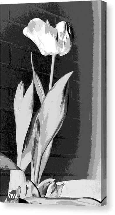 Tulip Viva B-w Canvas Print featuring the photograph Tulip - Drama Queen-b-w by VIVA Anderson