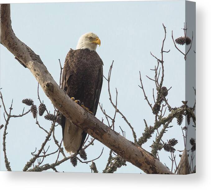 Bald Eagle Canvas Print featuring the photograph Resting Bald Eagle by Patricia Schaefer