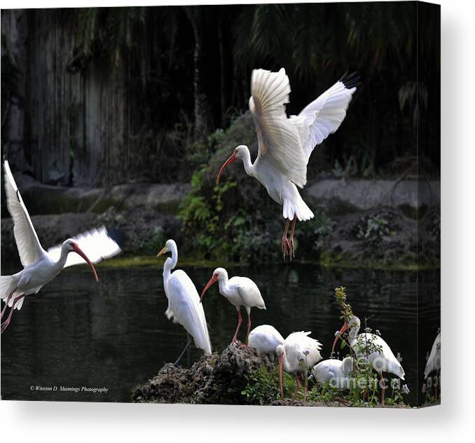 Ibis Canvas Print featuring the photograph American White Ibis #2 by Winston D Munnings