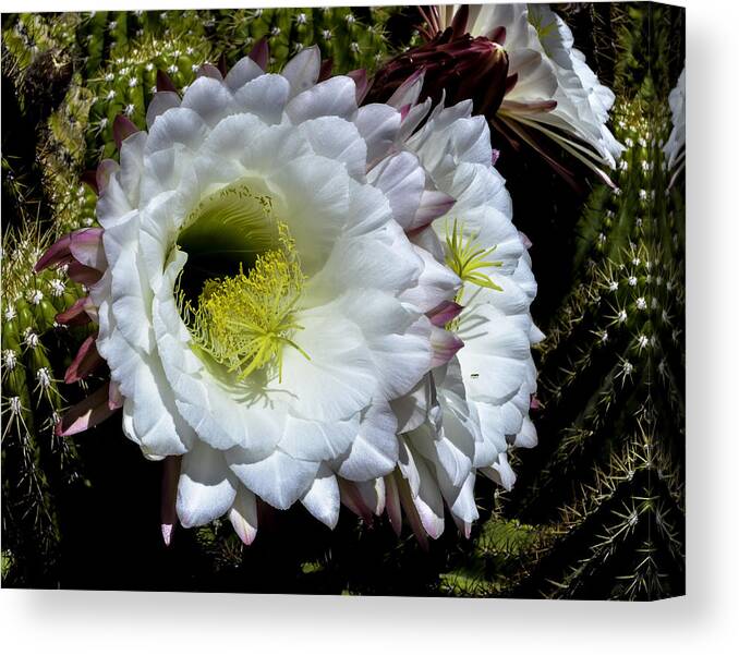 Arizona Canvas Print featuring the photograph Argentine Giant Cactus #1 by George Davidson