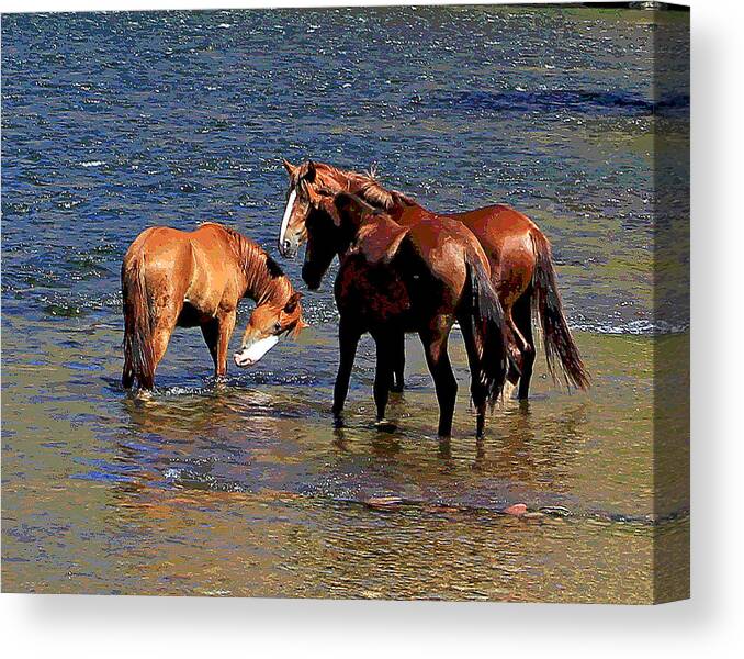  Canvas Print featuring the photograph Arizona Wild Horses on the Salt River #1 by Matalyn Gardner