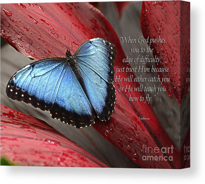 Diane Berry Canvas Print featuring the photograph Blue Morpho 2 #2 by Diane E Berry