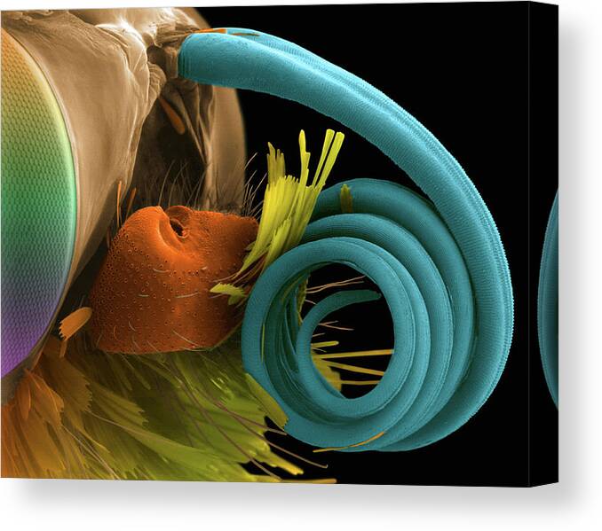 8952b Canvas Print featuring the photograph Butterfly Eye And Proboscis #1 by Dennis Kunkel Microscopy/science Photo Library