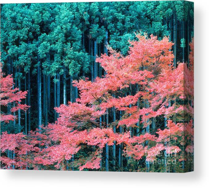 Kitayama-sugi Canvas Print featuring the photograph Cedar Forest Japan #1 by Tomomi Saito