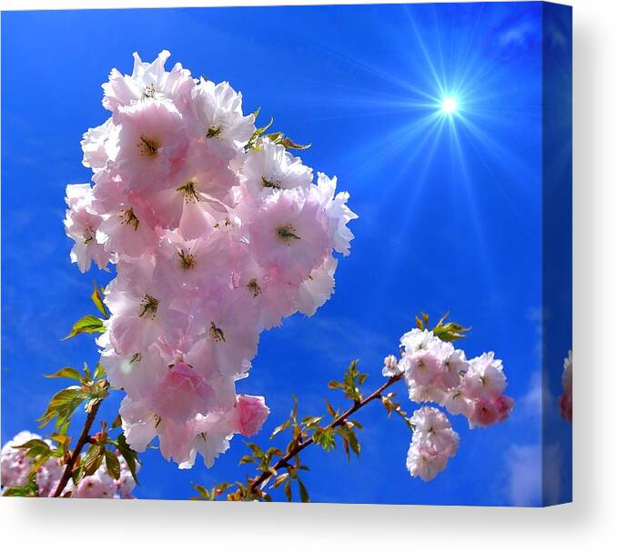 Cherry Blossom Canvas Print featuring the photograph Cherry Blossoms #2 by Nick Kloepping