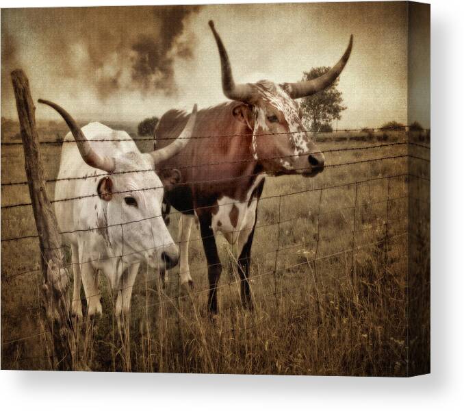 Animals Canvas Print featuring the photograph Texas Longhorns in Sepia by David and Carol Kelly