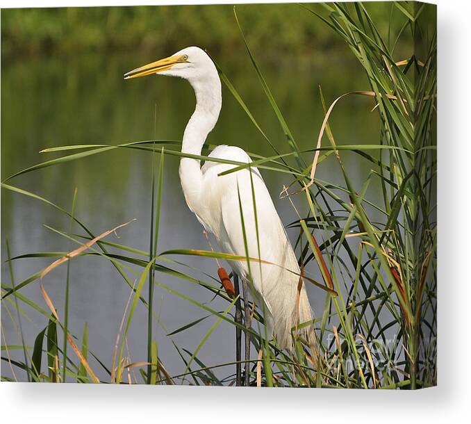 Egret Canvas Print featuring the photograph Egret in the Cattails #1 by Al Powell Photography USA