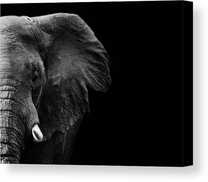 Elephant Canvas Print featuring the photograph Elephant #1 by Wildphotoart