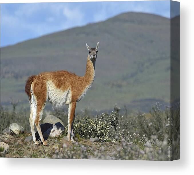 Guanaco Canvas Print featuring the photograph Enjoy the Scenery #2 by Tony Beck