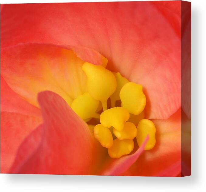 Begonia Close Up Canvas Print featuring the photograph From The Heart #1 by Bill Morgenstern