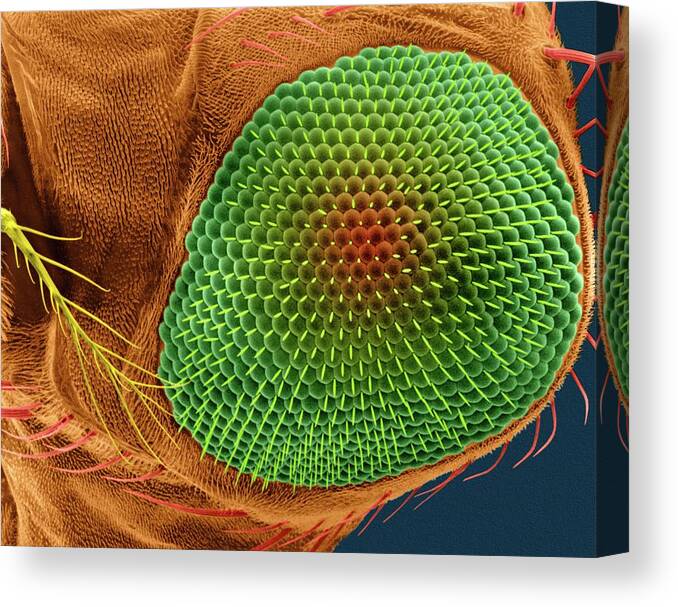 8615a Canvas Print featuring the photograph Fruit Fly Compound Eye #1 by Dennis Kunkel Microscopy/science Photo Library