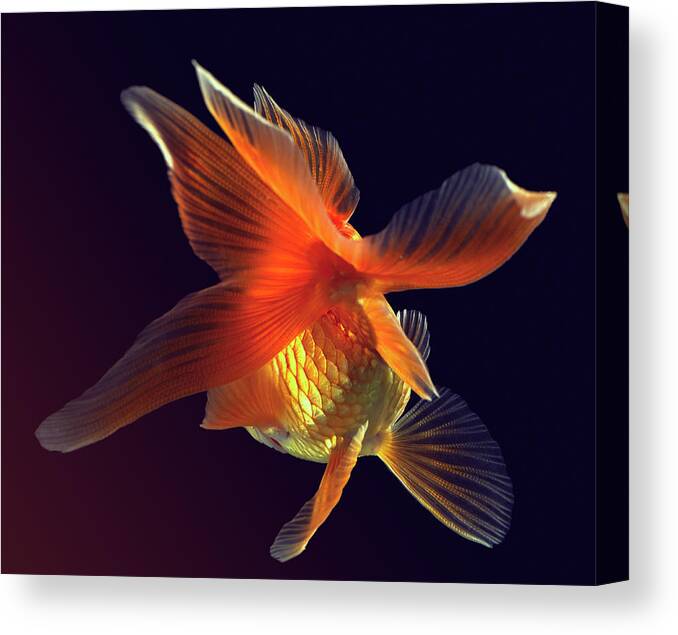 Animal Themes Canvas Print featuring the photograph Goldfish #1 by Mark Mawson