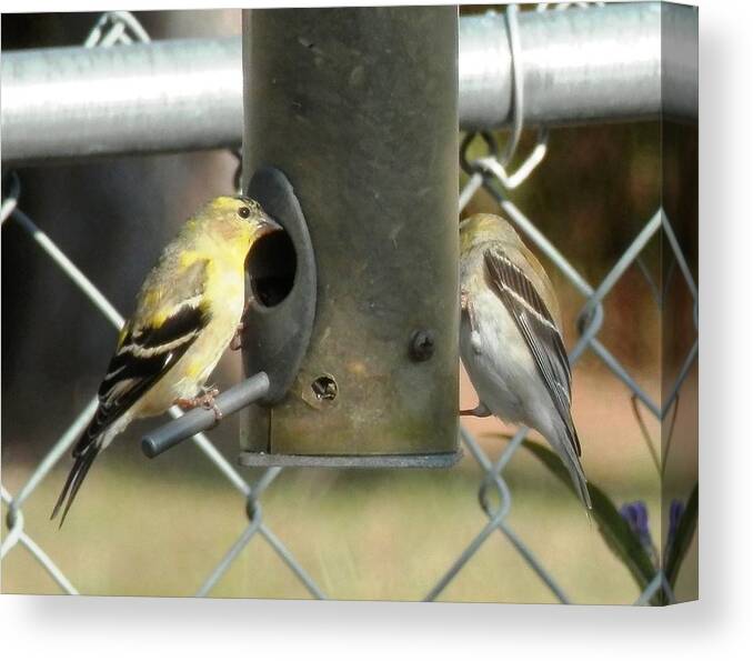 I Caught These Yellow Canvas Print featuring the photograph Hungry Finches #1 by Belinda Lee