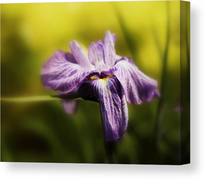 Flower Canvas Print featuring the photograph Iris Aglow by Jessica Jenney
