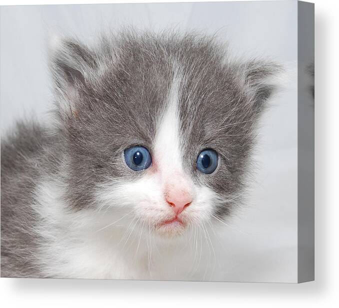 Photograph Canvas Print featuring the photograph Kitten #1 by Larah McElroy