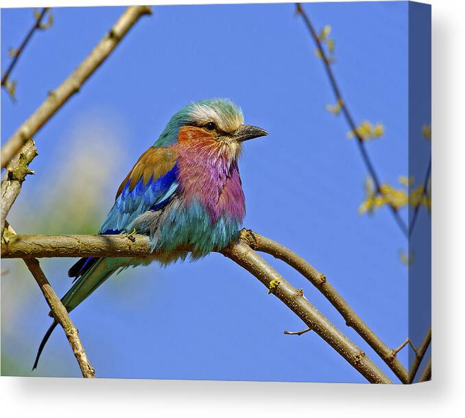 Lilac Breasted Roller Canvas Print featuring the photograph Lilac Breasted Roller #1 by Paul Scoullar