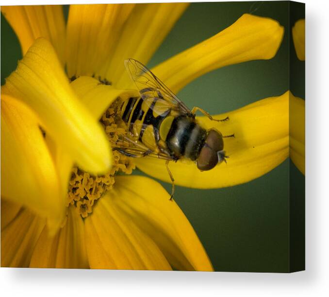 Macro Canvas Print featuring the photograph Macro #1 by Jack Zulli