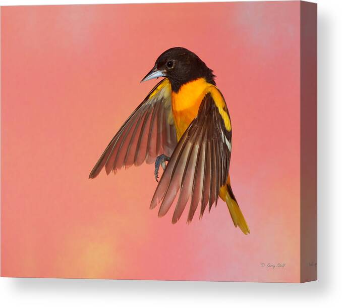 Nature Canvas Print featuring the photograph Oh Oh Oriole #1 by Gerry Sibell