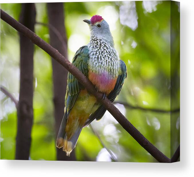 Martin Willis Canvas Print featuring the photograph Rose-crowned Fruit-dove Australia #1 by Martin Willis