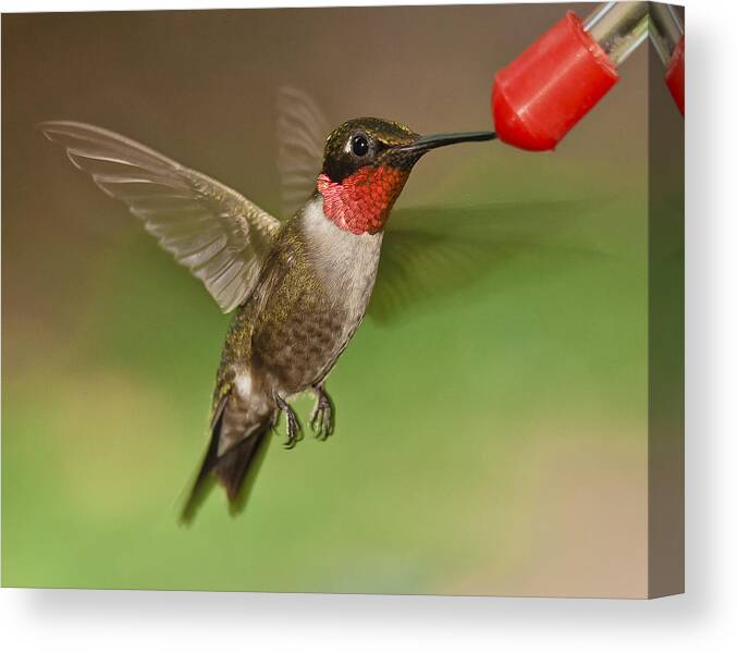 Ruby Throat Hummingbird Canvas Print featuring the photograph Ruby-Throat Hummingbird #1 by Robert L Jackson