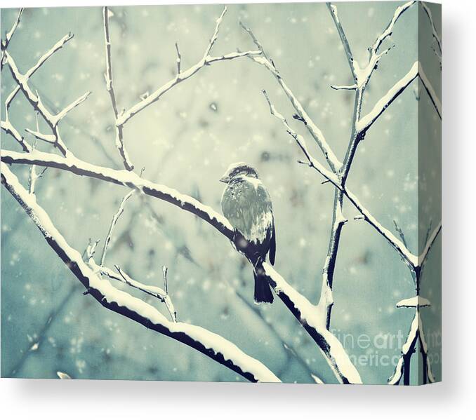 Winter Canvas Print featuring the photograph Sparrow on the snowy branch by Jelena Jovanovic