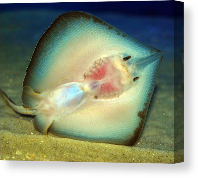 Photograph Canvas Print featuring the photograph Stingray #1 by Larah McElroy