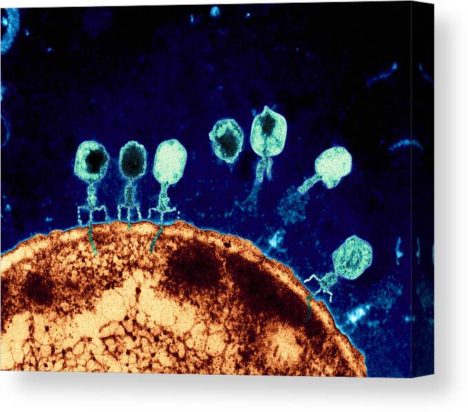 Bacteriophage Canvas Print featuring the photograph T-bacteriophages And E-coli #1 by Eye of Science