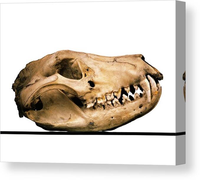 Anatomy Canvas Print featuring the photograph Tasmanian Wolf Skull #1 by Ucl, Grant Museum Of Zoology