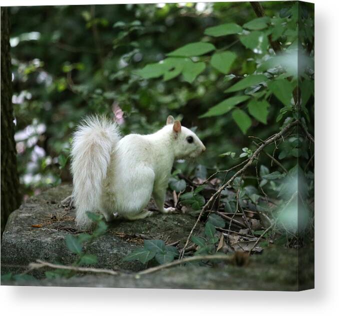 White Squirrel Canvas Print featuring the photograph White squirrel #3 by Dwight Cook