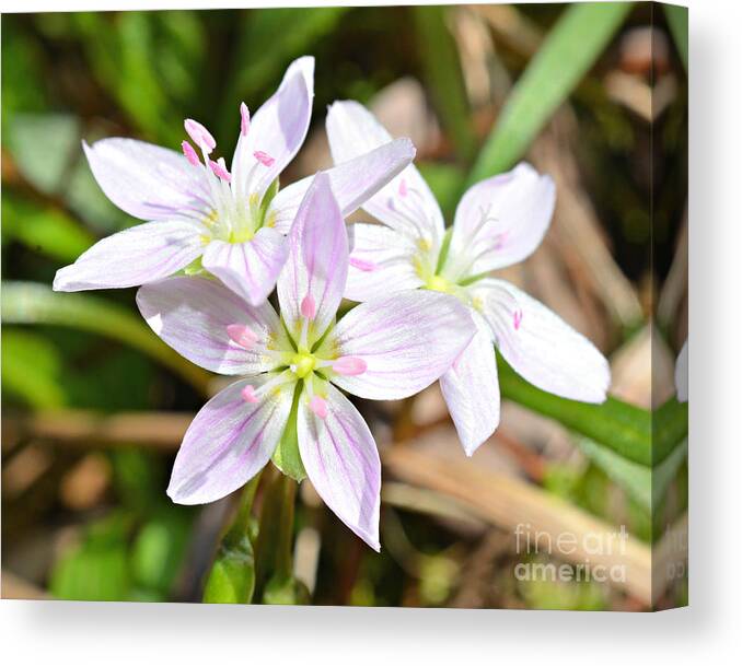  Canvas Print featuring the photograph Wildflowers #1 by Lila Fisher-Wenzel