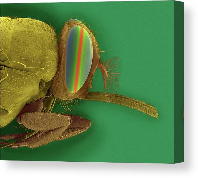 98353b Canvas Print featuring the photograph Tsetse Fly Head #10 by Dennis Kunkel Microscopy/science Photo Library