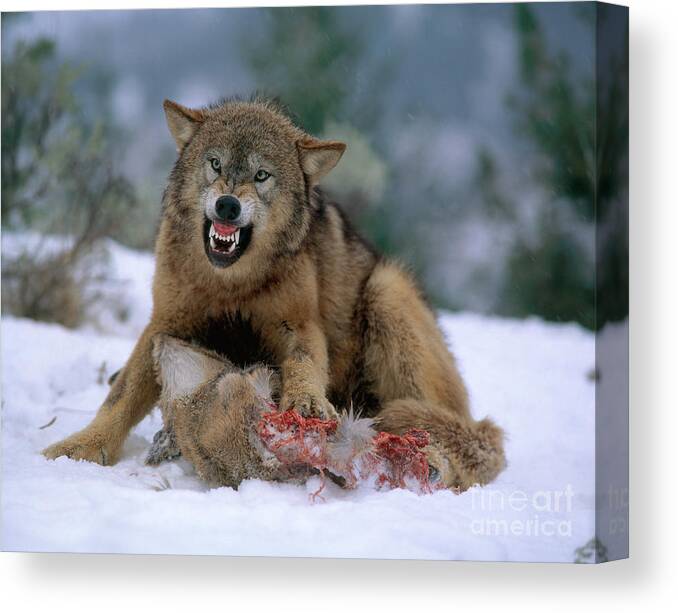 Gray Wolf Canvas Print featuring the photograph Timber Wolf #11 by Hans Reinhard