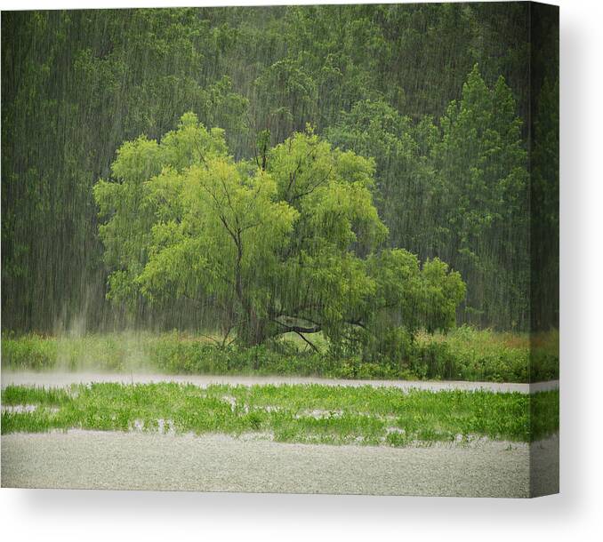 Rain Canvas Print featuring the photograph 1307-4983 Rainy Lake Ludwig by Randy Forrester