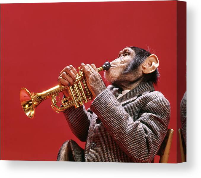 Photography Canvas Print featuring the photograph 1960s Chimpanzee Wearing Sport Jacket by Vintage Images