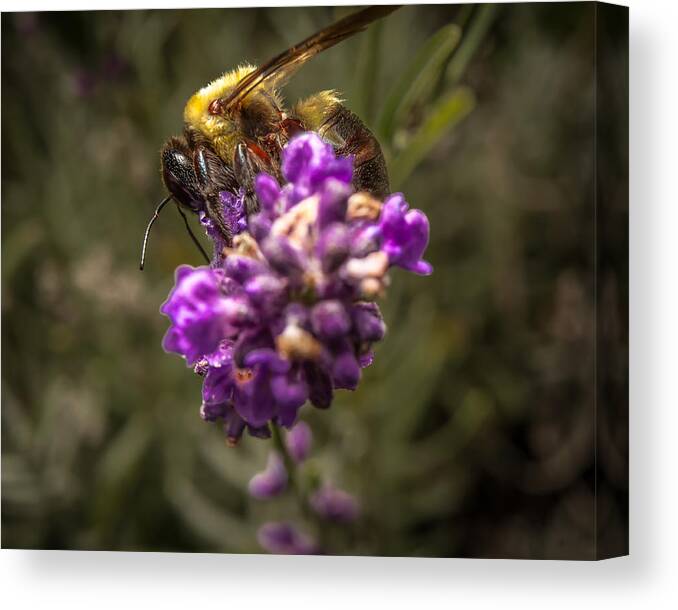 Flower Canvas Print featuring the photograph Carpenter Bee on a Lavender Spike by Ron Pate