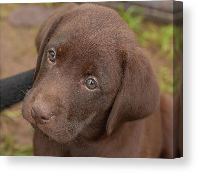 7 Weeks Old Canvas Print featuring the photograph Chocolate Labrador Retriever Puppy #2 by Linda Arndt