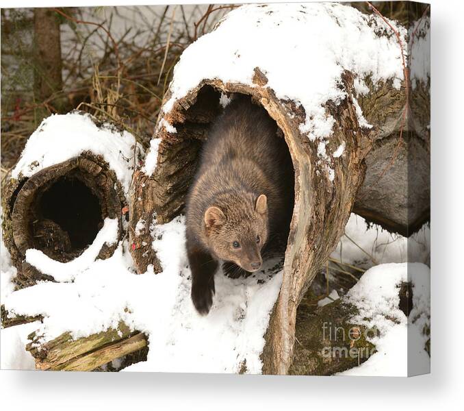 Mammal Canvas Print featuring the photograph Fisher #3 by Dennis Hammer